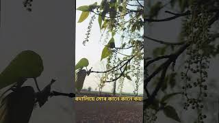 Tanmoy SaikiyaNew Assamese SongWhatsApp status shortsfeed shorts viral [upl. by Lajib]