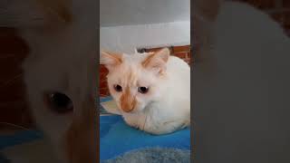 reflexión del gatosaurio 😸 gatosadorables catlover viralvideo shorts reflexiones amazing [upl. by Martino47]