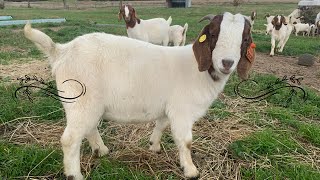 Boer Goat Farming on an Australian Stud Goat Farm Chandler Park Goat Stud [upl. by Danya]