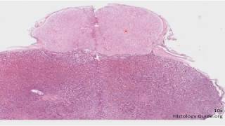 Histología del sistema endocrino CAPÍTULO 17 [upl. by Sacks]