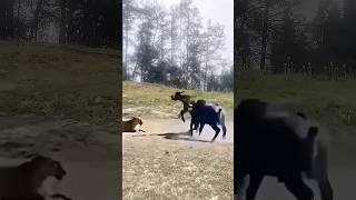 animals funny dog cow automobile lionfight cheetahtiger explore memes youtube shorts [upl. by Mohammed]