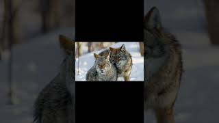 Coyote mating sounds explained shorts [upl. by Ierna]