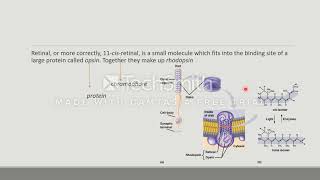 rhodopsin cycle [upl. by Ahras]