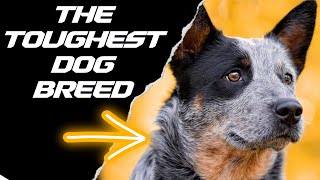 7 REASONS WHY THE BLUE HEELER IS THE TOUGHEST DOG BREED [upl. by Annairt696]