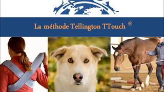 La méthode Tellington TTouch®  une introduction [upl. by Orelle]