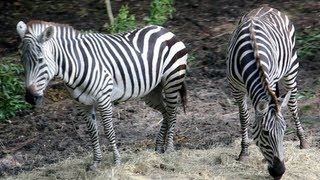 Kilimanjaro Safaris Full Ride POV  Zebras Disneys Animal Kingdom WALT DISNEY WORLD FL [upl. by Mccord]