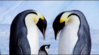 Expedition Emperor Penguin [upl. by Earazed798]