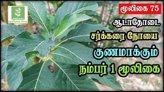 Adathodai Leaf Benefits In Tamil  Malabar Nut  Justicia Adhatoda  ஆடாதோடை  Mooligai Sedi [upl. by Doownel]