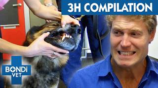 Bondi Vet Marathon  Get Ready for the Wildest 3 Hours of Your Life  Bondi Vet S5 Compilation [upl. by Oberheim]