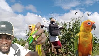 Best Parrots Catching Video How to Catch Parrots Easy Beze Hunting [upl. by Belayneh]