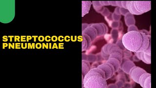 Streptococcus pneumoniae  Pneumococcimorphology clinical featureslab diagnosis [upl. by Yelsnit467]