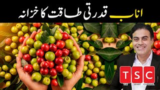 Aunaab Unaab، Anaab ke Fayde aur Nuqsanat in Urdu  Jujube Fruit Benefits and Side Effects [upl. by Ailbert]