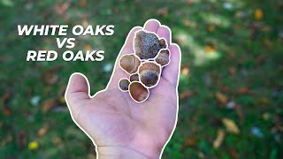 Identifying Oak Trees for Whitetail Deer Hunting [upl. by Nestor]