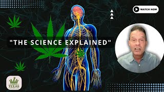 Endocannabinoid System  ECS Explained [upl. by Nairod]