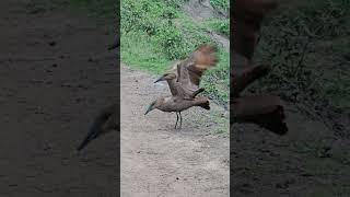 Hamerkop birds mating [upl. by Kesia266]