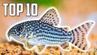 Top 10 Cory Catfish for Your Aquarium [upl. by Eelta]