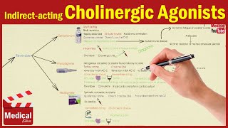 Pharmacology ANS 7 Indirect Acting Cholinergic Drugs Edrophonium  Physostigmine  Neostigmine [upl. by Lelith]