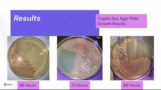 Microbiology Lab Investigation [upl. by Oileduab]