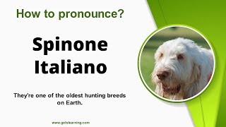 How to pronounce Spinone Italiano in English correctly [upl. by Arhas155]