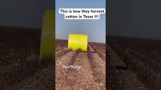 This is how they harvest cotton in Texas USA 🇺🇸yvettevlogs shorts cotton cottonfarm [upl. by Tertias]