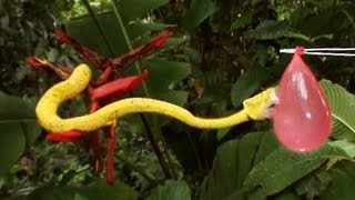 SloMo Deadly Viper Experiment  Deadly 60  Series 2  BBC Earth [upl. by Haela657]