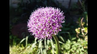 ALLIUM FLOWER TRANSFORM INTO C LIKE🇩🇪 [upl. by Aerdnaid]