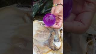 😱😱Giant clams oversized purple night pearls [upl. by Wsan]