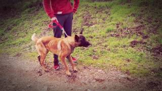 ISCO malinois craintif EP1 [upl. by Nysilla]