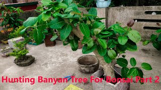 Hunting Banyan Tree For Bonsai Part 2 2020 [upl. by Fabian]