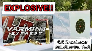 65 Creedmoor Hornady Varmint Express 95gr Ammo Review amp Ballistics Gel Test TOO MUCH FOR COYOTES [upl. by Nannerb369]