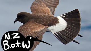 New Zealand storm petrel  New Zealand Bird of the Week [upl. by Annissa]