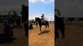 Horse 🐎 Riding  horse horses ghoda horseriding horselover ytvideo shortsfeed dhruhi [upl. by Nus]