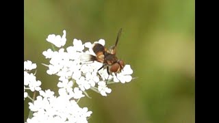 Sluipvlieg Ectophasia crassipennis mannetje [upl. by Aikrehs726]