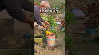 Plastic bags compost compost rurallife gardening plantingtips gardeningtips vegetables [upl. by Assin]