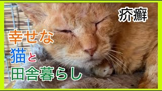 猫疥癬病の2週間後と猫友のSOS・蛇口交換 [upl. by Marv]