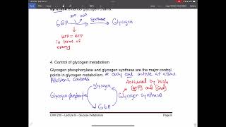 Allosteric control of glycogen metabolism [upl. by Annayk25]