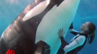 Killer whales attacks Attaques par des orques [upl. by Annairam940]