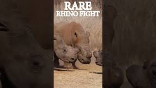 Rare Rhino Fight Revealed wildlife africananimal wildlifeexperience [upl. by Assital5]