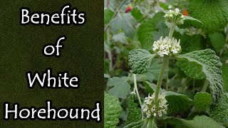 The Benefits of White Horehound [upl. by Aicilaana]