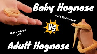 Pros amp Cons for Western Hognose Adults and Babies [upl. by Selene]