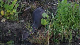 A North American Beaver piles sticks and grass up onto its northern USA lodge wildlife wetland [upl. by Eulalie516]