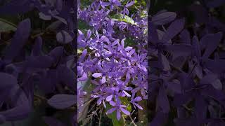 Purple Sandpaper Vine  Queen’s Wreath  Purple Flowers Vines [upl. by Gilli]