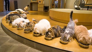 Visiting the Biggest Cat Cafe in Japan  Cat Cafe MOCHA Lounge Shinjuku  ASMR [upl. by Oehsen]