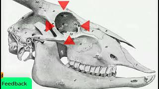 Modified Peterson amp four points retrobulbar nerves blocking in cow [upl. by Amanda424]