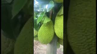 Jackfruit shorts agriculture fruit jackfruit farming [upl. by Ardelis]