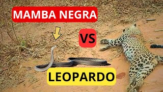 Leopardos Se Encuentran Mamba Negra Documental Completo en Español Supervivencia en la Naturaleza [upl. by Yvaht]