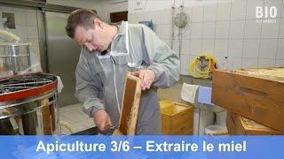 L’apiculture bio – Placer le chasseabeilles découper le couvain de mâles extraire le miel 36 [upl. by Drud]