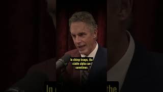 Joe Rogan amp Jordan Peterson Discuss Power Dynamics In Society [upl. by Enetsirk]