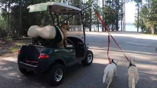 Golf Cart Dog  Safety Leash Systems [upl. by Adebayo]