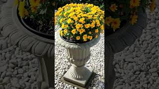 Chrysanthemen Blumen im Herbst Pflanzpokal [upl. by Petronilla]